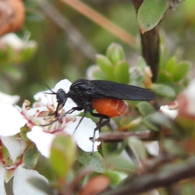 Empididae sp. (family) (Dance fly) at Rugosa - 4 Nov 2023 by HelenCross