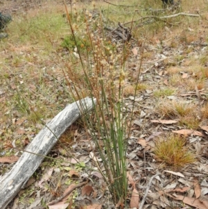 Juncus remotiflorus at Yass River, NSW - 4 Nov 2023 09:18 AM