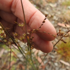 Juncus remotiflorus at Yass River, NSW - 4 Nov 2023 09:18 AM