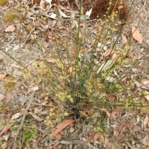 Juncus remotiflorus at Yass River, NSW - 4 Nov 2023 09:18 AM