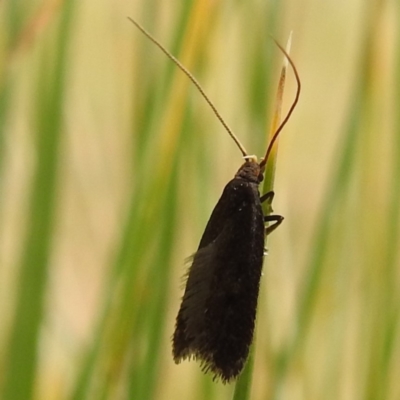 Lecithocera terrigena (Lecithocera terrigena) at Yass River, NSW - 3 Nov 2023 by HelenCross