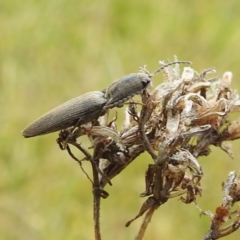 Elateridae sp. (family) (Unidentified click beetle) at Rugosa - 3 Nov 2023 by HelenCross