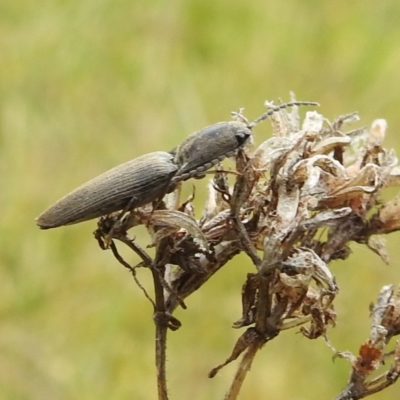 Elateridae sp. (family) (Unidentified click beetle) at Yass River, NSW - 3 Nov 2023 by HelenCross