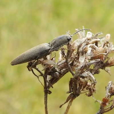 Elateridae sp. (family) (Unidentified click beetle) at Yass River, NSW - 4 Nov 2023 by HelenCross