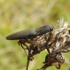 Elateridae sp. (family) at Rugosa - 4 Nov 2023