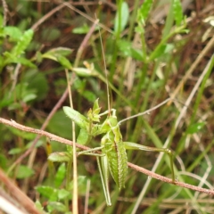 Chlorodectes sp. (genus) at Rugosa - 4 Nov 2023 11:00 AM