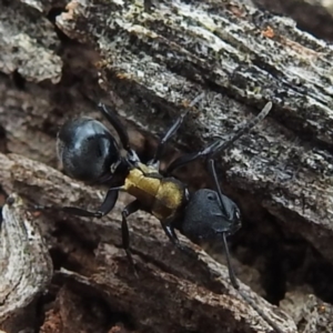 Polyrhachis ornata at Yass River, NSW - 4 Nov 2023 11:10 AM