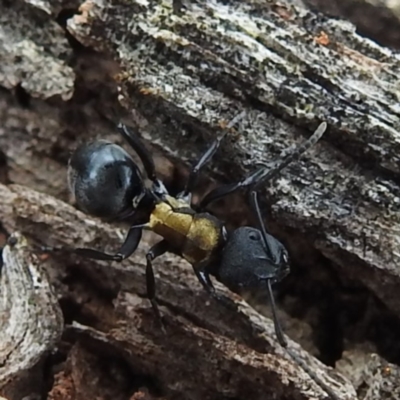 Polyrhachis ornata (Ornate spiny ant) at Rugosa - 4 Nov 2023 by HelenCross