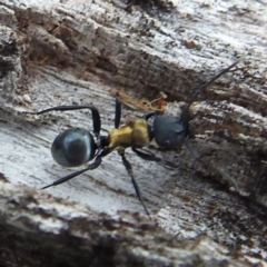 Polyrhachis ornata at Yass River, NSW - 4 Nov 2023