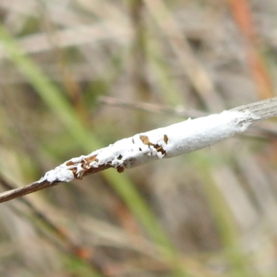 Unidentified Insect at Rugosa - 4 Nov 2023 by HelenCross