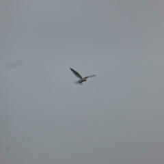 Elanus axillaris (Black-shouldered Kite) at O'Malley, ACT - 4 Nov 2023 by Mike