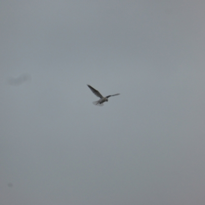 Elanus axillaris (Black-shouldered Kite) at O'Malley, ACT - 4 Nov 2023 by Mike