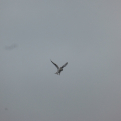 Elanus axillaris at O'Malley, ACT - 4 Nov 2023