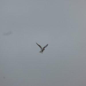 Elanus axillaris at O'Malley, ACT - 4 Nov 2023