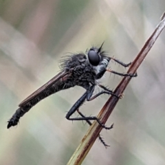 Cerdistus sp. (genus) (Slender Robber Fly) at Yass River, NSW - 4 Nov 2023 by HelenCross