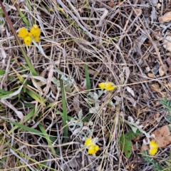 Chrysocephalum apiculatum (Common Everlasting) at Watson, ACT - 4 Nov 2023 by abread111