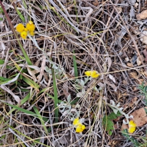 Chrysocephalum apiculatum at Watson, ACT - 4 Nov 2023