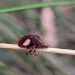 Gonipterus pulverulentus (Eucalyptus weevil) at Yass River, NSW - 4 Nov 2023 by HelenCross