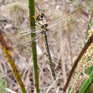 Hemicordulia tau at Rugosa - 4 Nov 2023 03:06 PM