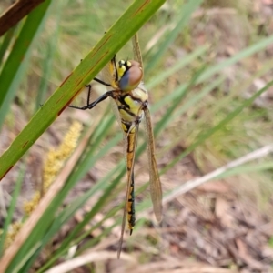 Hemicordulia tau at Rugosa - 4 Nov 2023 03:06 PM