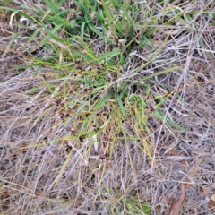 Schoenus apogon (Common Bog Sedge) at Watson, ACT - 4 Nov 2023 by abread111