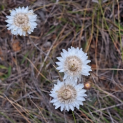 Leucochrysum albicans subsp. tricolor (Hoary Sunray) at Watson, ACT - 4 Nov 2023 by abread111