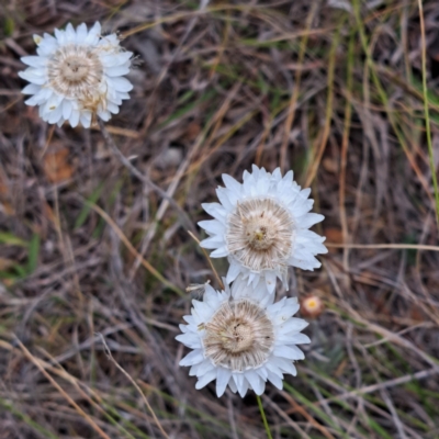 Leucochrysum albicans subsp. tricolor (Hoary Sunray) at Mount Majura - 4 Nov 2023 by abread111