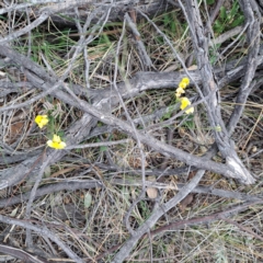 Goodenia pinnatifida (Scrambled Eggs) at Mount Majura - 4 Nov 2023 by abread111