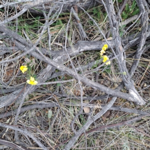 Goodenia pinnatifida at Watson, ACT - 4 Nov 2023