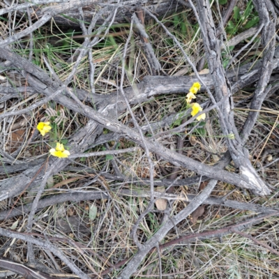 Goodenia pinnatifida (Scrambled Eggs) at Watson, ACT - 4 Nov 2023 by abread111