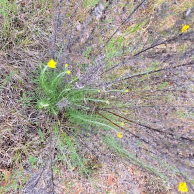 Chrysocephalum semipapposum (Clustered Everlasting) at Mount Majura - 4 Nov 2023 by abread111