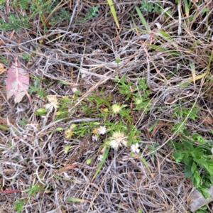 Vittadinia muelleri at Watson, ACT - 4 Nov 2023