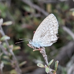 Zizina otis (Common Grass-Blue) at Yass River, NSW - 4 Nov 2023 by HelenCross