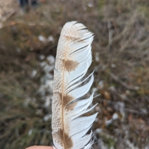 Tyto alba at Yass River, NSW - 4 Nov 2023