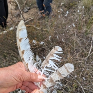 Tyto alba at Yass River, NSW - 4 Nov 2023