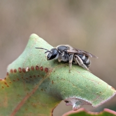 Lasioglossum (Chilalictus) sp. (genus & subgenus) at Yass River, NSW - 4 Nov 2023