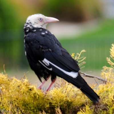 Corvus mellori (Little Raven) at Cooma, NSW - 3 Nov 2023 by Harrisi