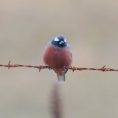 Artamus superciliosus (White-browed Woodswallow) at Berridale, NSW - 3 Nov 2023 by Harrisi