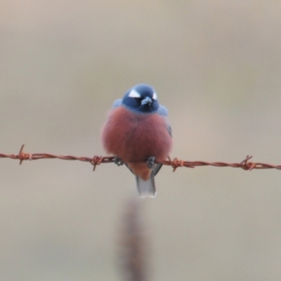 Artamus superciliosus (White-browed Woodswallow) at Berridale, NSW - 4 Nov 2023 by Harrisi