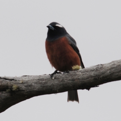 Artamus superciliosus (White-browed Woodswallow) at Cootralantra, NSW - 4 Nov 2023 by Harrisi