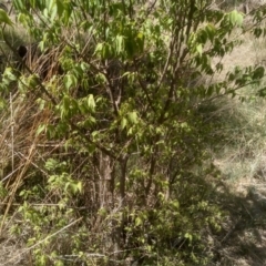 Celtis australis (Nettle Tree) at Cooma, NSW - 30 Oct 2023 by MichaelMulvaney