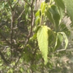 Celtis australis at Cooma, NSW - 31 Oct 2023 10:46 AM