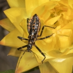 Pristhesancus plagipennis (Bee Killer Assassin Bug) at Pinnacle NR (PIN) - 30 Oct 2023 by AlisonMilton