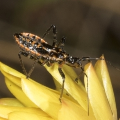 Pristhesancus plagipennis at Pinnacle NR (PIN) - 30 Oct 2023