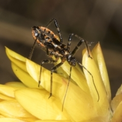 Pristhesancus plagipennis at Pinnacle NR (PIN) - 30 Oct 2023