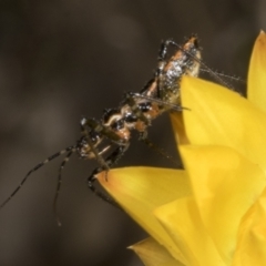 Pristhesancus plagipennis at Pinnacle NR (PIN) - 30 Oct 2023