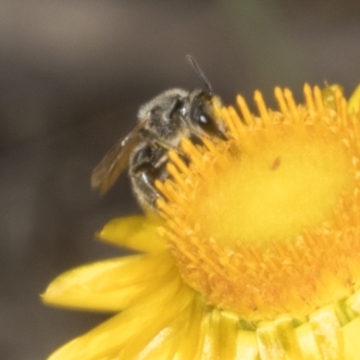 Lasioglossum (Chilalictus) lanarium (Halictid bee) at Belconnen, ACT - 30 Oct 2023 by AlisonMilton