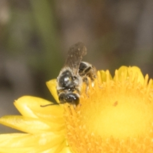 Lasioglossum (Chilalictus) lanarium at Belconnen, ACT - 30 Oct 2023 09:56 AM