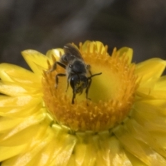 Lasioglossum (Chilalictus) lanarium at Belconnen, ACT - 30 Oct 2023