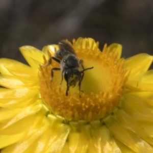 Lasioglossum (Chilalictus) lanarium at Belconnen, ACT - 30 Oct 2023 09:56 AM